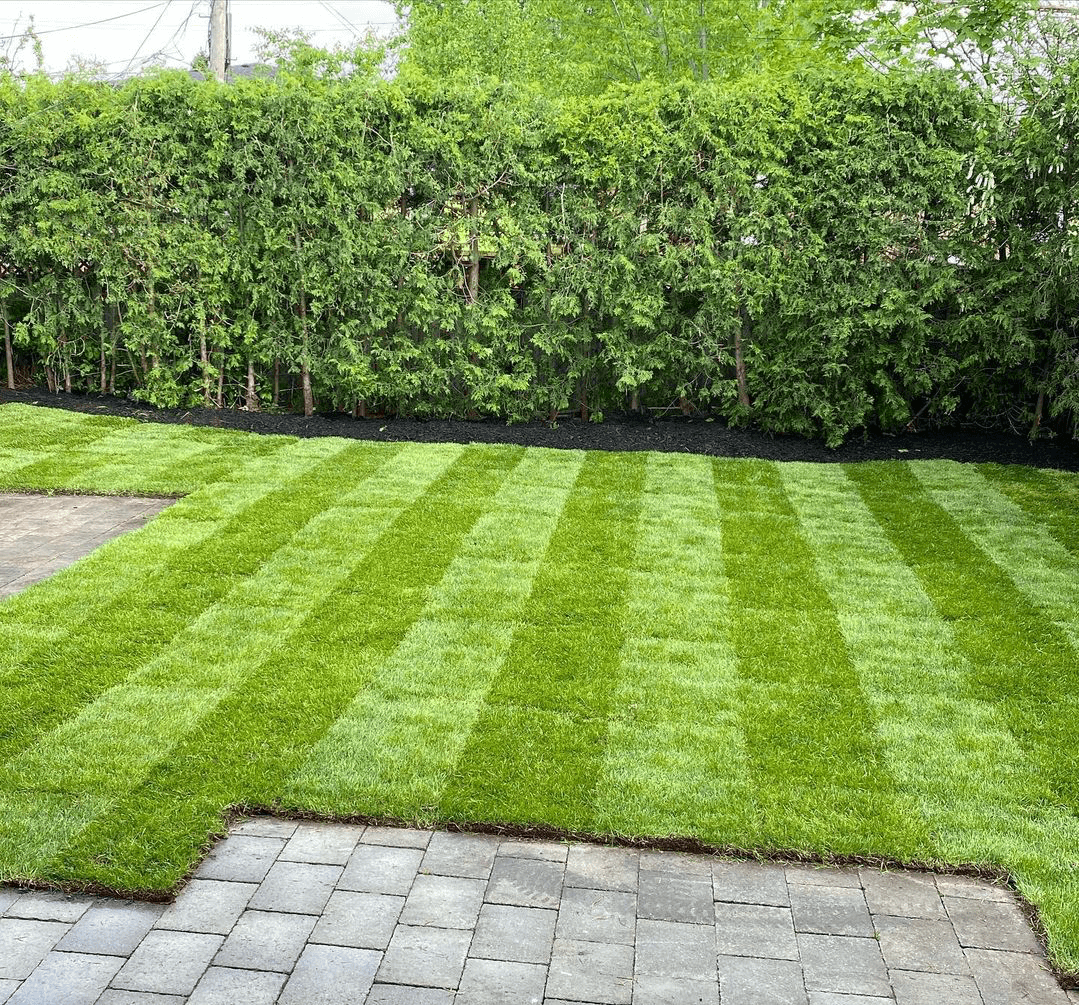 Image Blog what-is-sodding